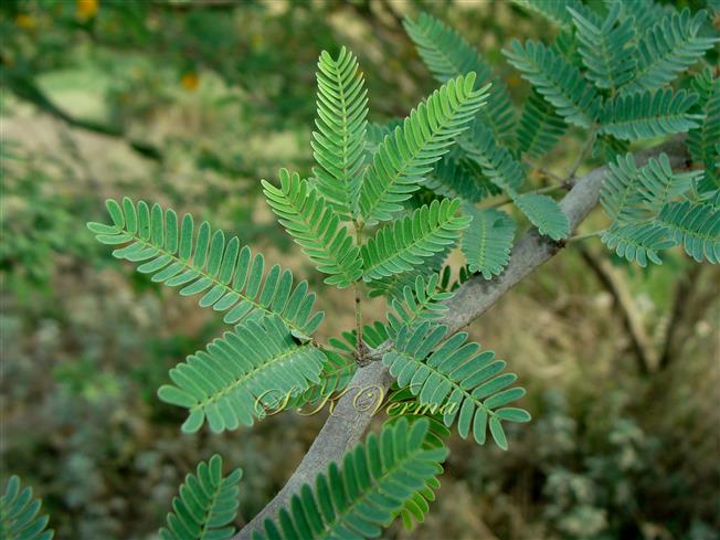  Leaf-2 pairs of Pinnae